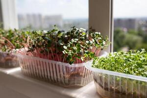 juicy fresh microgreens growing on a windowsill overlooking the city photo