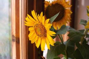 beautiful large yellow sunflowers stand in a vase on a wooden windowsill by the window photo