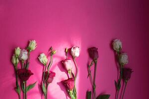 beautiful fresh white and pink eustoma flowers on a pink background photo