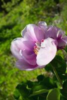 pink fresh beautiful wild peony surrounded by bright greenery in the forest photo