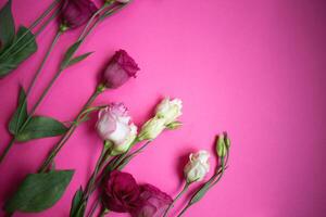 beautiful fresh white and pink eustoma flowers on a pink background photo