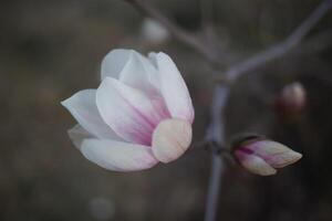 beautiful fresh blooming spring magnolia. selective focus, blur photo