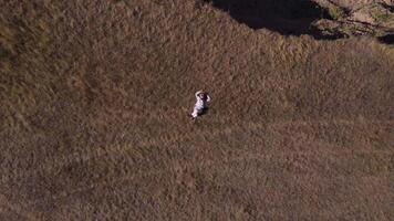 A young girl lies on the grass in the fall and a drone flies up. video