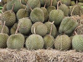 Backdrop, Durian placed on a pile of straw. photo