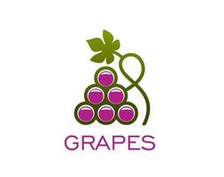 Grape wine icon, vineyard winery and fruit juice vector