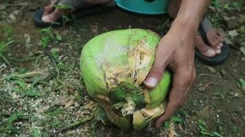 stänga upp hand arbetare peeling kokos med ett utomhus- spetsig kniv på bearbeta. video