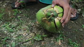 proche en haut main ouvriers peeling noix de coco avec un Extérieur pointu couteau sur processus. video