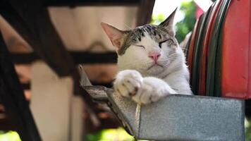 huiselijk aanbiddelijk wit kat zittend en ontspannende in dag tijd Bij regenpijp Aan de dak van huis. video