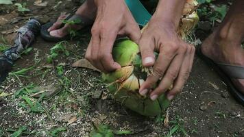 proche en haut main ouvriers peeling noix de coco avec un Extérieur pointu couteau sur processus. video