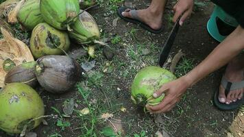 proche en haut main ouvriers peeling noix de coco avec un Extérieur pointu couteau sur processus. video