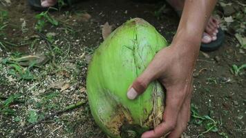 stänga upp hand arbetare peeling kokos med ett utomhus- spetsig kniv på bearbeta. video
