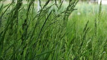 Green grass in the field. Close-up. Selective focus. video