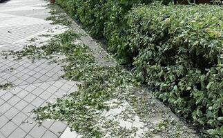 a trimmed hedge with leaves left in a circle on the pavement photo