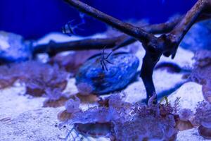 un marina acuario con peces y corales foto