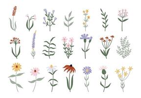 Minimalistic wild flowers and leaves collection vector