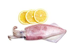 Fresh squid from the natural sea and lemon slices on a white background. photo