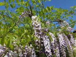 wisteria plant with purple flowers background photo