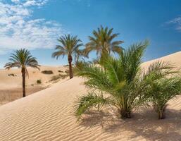 palma arboles en Desierto oasis antecedentes foto