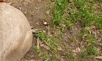 earth grass stone background photo