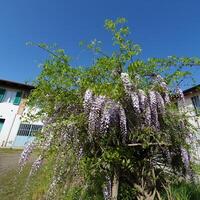 wisteria plant scient. name wysteria photo