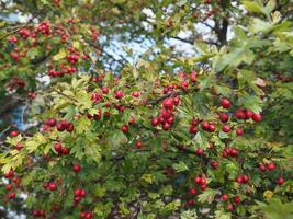 espino bayas planta científico nombre crataegus foto