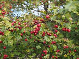 espino bayas planta científico nombre crataegus foto