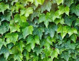 ivy hedera background photo