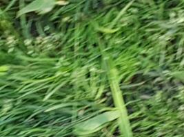 motion blur grass background photo