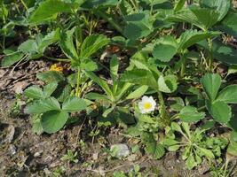 strawberry plants background photo