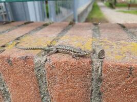 lizard on a wall photo