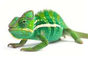 Green chameleon on white background photo