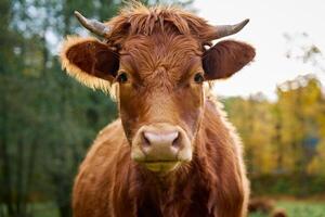 Brown cow grazing on field with green grass photo