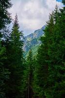 Mountains range near forest trees at summer day photo