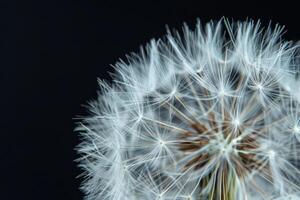 Blowball of dandelion with fluffy seed photo