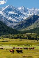 Pasture with grazing cows against snowy mountains peaks photo