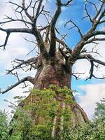 grande siglos antiguo árbol foto