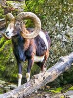 Magnificent animal with long horns photo