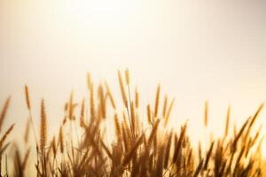 A field of tall golden grass with the sun shining on it photo