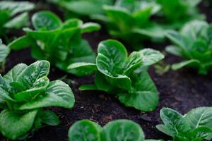 un campo de verde plantas con algunos de ellos siendo frondoso verduras foto