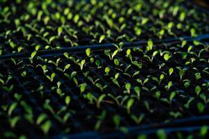 un fila de plántulas son creciente en un bandeja foto