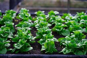 fresh lettuce in the vegetable garden fresh organic lettuce in greenhouse oak green salad in green farm oak green farm salad. photo