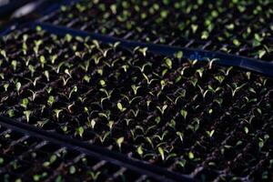 un fila de pequeño plantas son en un negro bandeja. el plantas son verde y son creciente en suelo foto