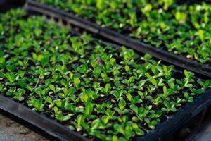 A row of small plants are in a black tray. The plants are green and are growing in soil photo