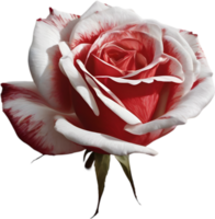 Red rose painting in full bloom, red rose tattoo, Rose illustration for decoration. AI-generated. png