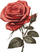 Red rose painting in full bloom, red rose tattoo, Rose illustration for decoration. AI-generated. png