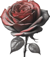 Red rose painting in full bloom, red rose tattoo, Rose illustration for decoration. AI-generated. png