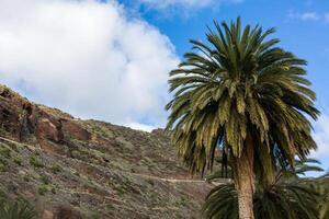 palm trees on the beach tenerife photo