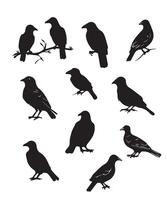 Set of black bird silhouettes. vector