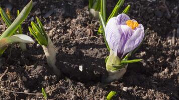 Beautiful purple crocus flower opening its bud petals in the sun and closing in the shade. Time lapse, bloom, spring video