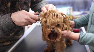 de veterinär man kontroll hund öron i de veterinär klinik, förebyggande inspektion av de hund, veterinär begrepp video